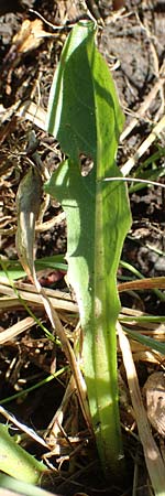 Taraxacum trilobifolium \ Stufenbl&auml;ttriger L�wenzahn / Stair-Leaved Dandelion, D Darmstadt 7.5.2018