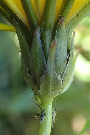 Taraxacum trilobifolium \ Stufenbl&auml;ttriger L�wenzahn / Stair-Leaved Dandelion, D Darmstadt 7.5.2018