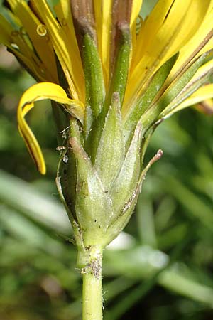 Taraxacum trilobifolium \ Stufenbl&auml;ttriger L�wenzahn / Stair-Leaved Dandelion, D Darmstadt 7.5.2018