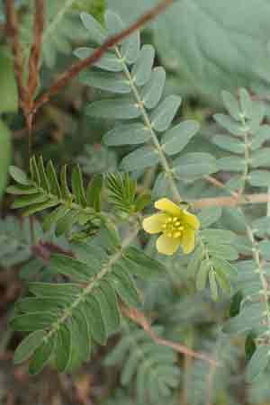 Tribulus terrestris \ Erd-Burzeldorn / Small Caltrops, D Mannheim 2.9.2018