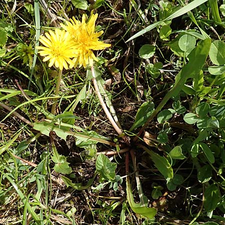 Taraxacum turfosum \ Torfmoos-L�wenzahn / Peat Dandelion, D Schwaigen-Hinterbraunau 2.5.2019