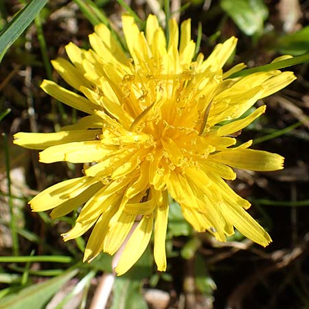 Taraxacum turfosum \ Torfmoos-L�wenzahn / Peat Dandelion, D Schwaigen-Hinterbraunau 2.5.2019