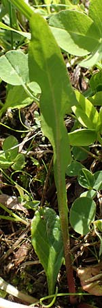 Taraxacum turfosum \ Torfmoos-L�wenzahn / Peat Dandelion, D Schwaigen-Hinterbraunau 2.5.2019