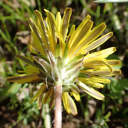 Taraxacum turfosum \ Torfmoos-L�wenzahn / Peat Dandelion, D Schwaigen-Hinterbraunau 2.5.2019