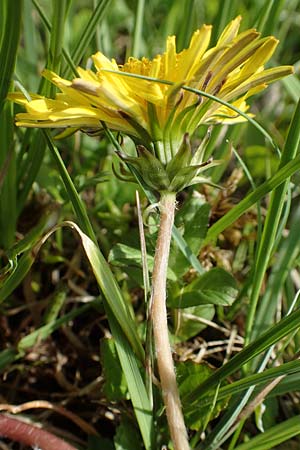 Taraxacum turfosum \ Torfmoos-L�wenzahn / Peat Dandelion, D Schwaigen-Hinterbraunau 2.5.2019