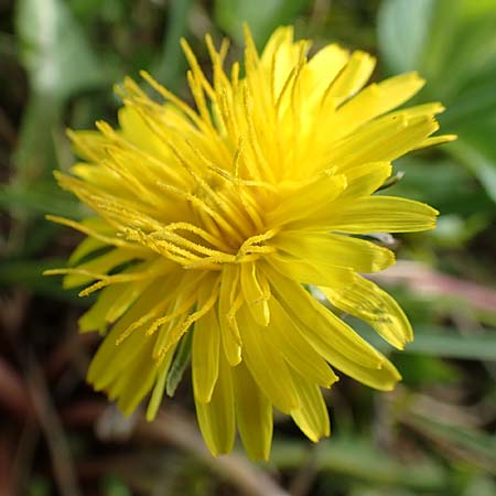 Taraxacum turfosum \ Torfmoos-L�wenzahn / Peat Dandelion, D Schwaigen-Hinterbraunau 2.5.2019