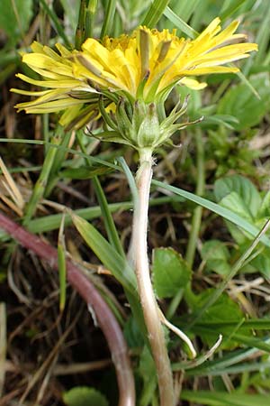 Taraxacum turfosum \ Torfmoos-L�wenzahn / Peat Dandelion, D Schwaigen-Hinterbraunau 2.5.2019