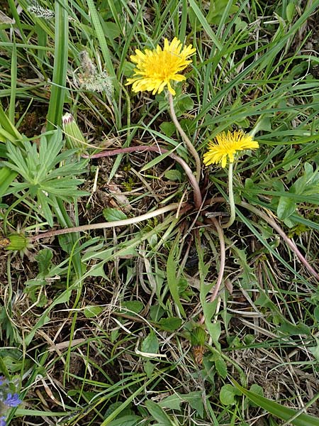 Taraxacum turfosum \ Torfmoos-L�wenzahn / Peat Dandelion, D Schwaigen-Hinterbraunau 2.5.2019