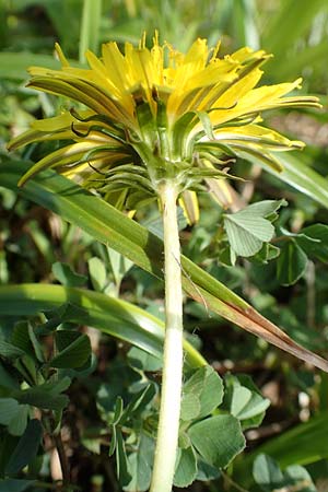 Taraxacum turfosum \ Torfmoos-L�wenzahn / Peat Dandelion, D Schwaigen-Hinterbraunau 2.5.2019