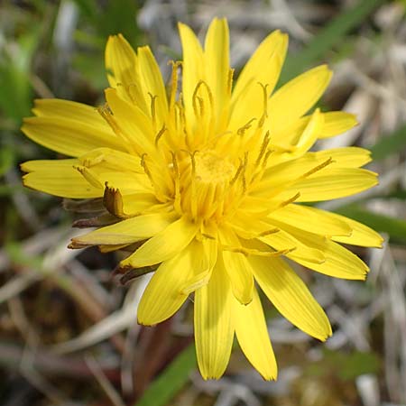 Taraxacum turfosum \ Torfmoos-L�wenzahn / Peat Dandelion, D Mittenwald 2.5.2019