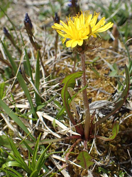 Taraxacum turfosum \ Torfmoos-L�wenzahn / Peat Dandelion, D Mittenwald 2.5.2019