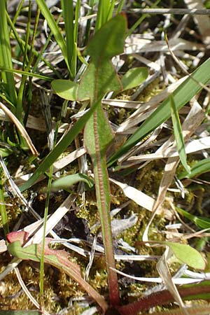 Taraxacum turfosum \ Torfmoos-L�wenzahn / Peat Dandelion, D Mittenwald 2.5.2019