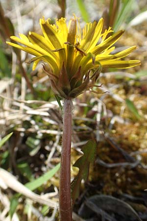 Taraxacum turfosum \ Torfmoos-L�wenzahn / Peat Dandelion, D Mittenwald 2.5.2019
