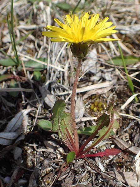 Taraxacum turfosum \ Torfmoos-L�wenzahn / Peat Dandelion, D Mittenwald 2.5.2019