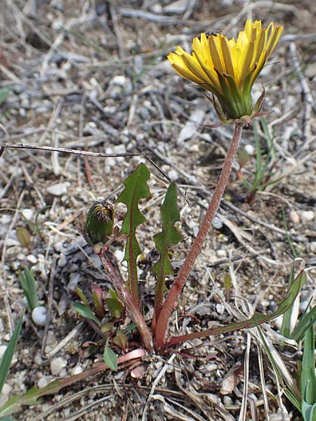 Taraxacum turfosum \ Torfmoos-L�wenzahn / Peat Dandelion, D Mittenwald 2.5.2019