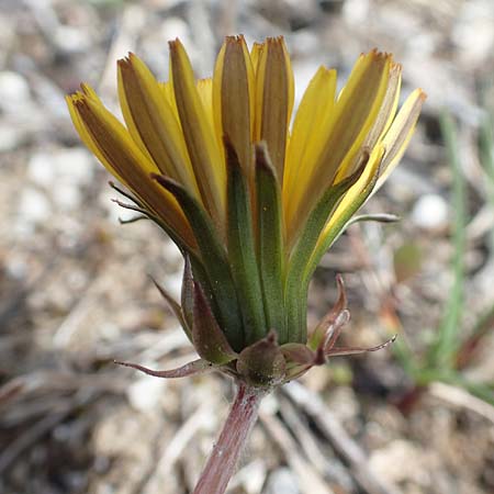 Taraxacum turfosum \ Torfmoos-L�wenzahn / Peat Dandelion, D Mittenwald 2.5.2019