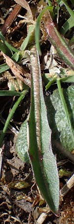 Taraxacum trilobifolium \ Stufenbl&auml;ttriger L�wenzahn / Stair-Leaved Dandelion, D R&uuml;sselsheim 21.4.2023