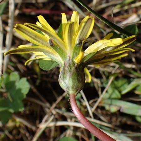 Taraxacum trilobifolium \ Stufenbl&auml;ttriger L�wenzahn / Stair-Leaved Dandelion, D R&uuml;sselsheim 21.4.2023