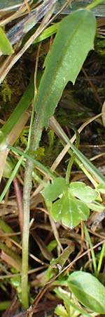 Taraxacum trilobifolium \ Stufenbl&auml;ttriger L�wenzahn / Stair-Leaved Dandelion, D R&uuml;sselsheim 21.4.2023
