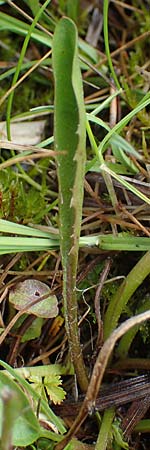 Taraxacum trilobifolium \ Stufenbl&auml;ttriger L�wenzahn / Stair-Leaved Dandelion, D R&uuml;sselsheim 21.4.2023