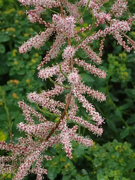 Tamarix tetrandra \ Vierm&auml;nnige Tamariske, Fr&uuml;hlings-Tamariske / Four-Stamen Tamarisk, D Botan. Gar.  Universit.  Ulm 26.5.2025