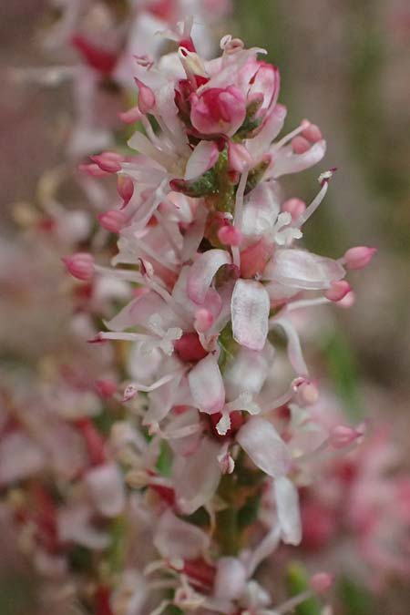 Tamarix tetrandra \ Vierm&auml;nnige Tamariske, Fr&uuml;hlings-Tamariske / Four-Stamen Tamarisk, D Botan. Gar.  Universit.  Ulm 26.5.2025