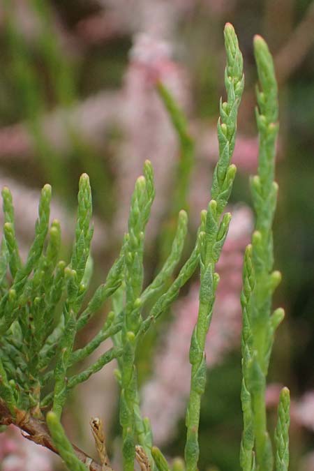 Tamarix tetrandra \ Vierm&auml;nnige Tamariske, Fr&uuml;hlings-Tamariske / Four-Stamen Tamarisk, D Botan. Gar.  Universit.  Ulm 26.5.2025