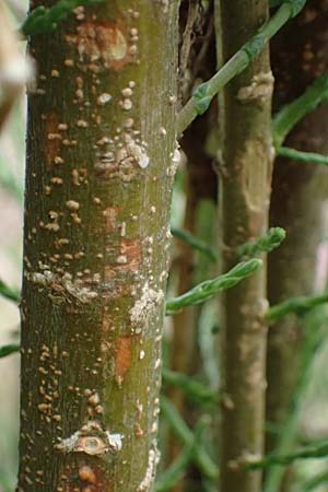 Tamarix tetrandra \ Vierm&auml;nnige Tamariske, Fr&uuml;hlings-Tamariske / Four-Stamen Tamarisk, D Botan. Gar.  Universit.  Ulm 26.5.2025