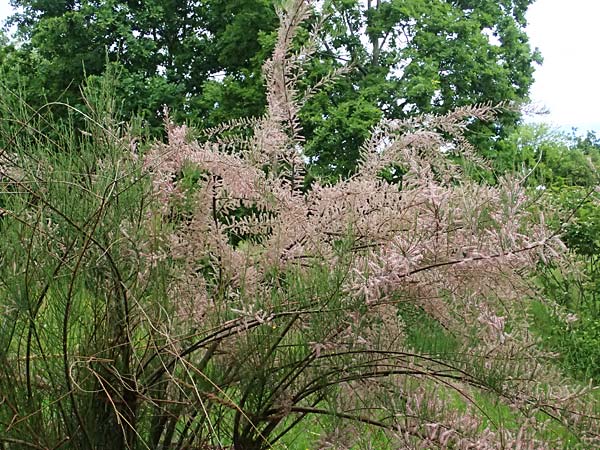 Tamarix tetrandra \ Vierm&auml;nnige Tamariske, Fr&uuml;hlings-Tamariske / Four-Stamen Tamarisk, D Botan. Gar.  Universit.  Ulm 26.5.2025
