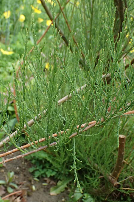 Tamarix tetrandra \ Vierm&auml;nnige Tamariske, Fr&uuml;hlings-Tamariske / Four-Stamen Tamarisk, D Botan. Gar.  Universit.  Ulm 26.5.2025
