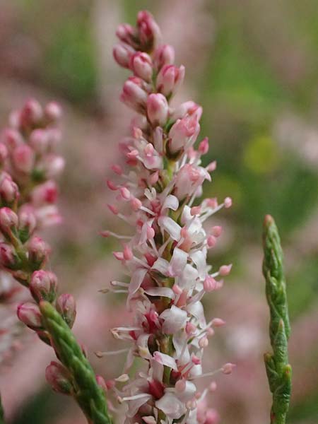 Tamarix tetrandra \ Vierm&auml;nnige Tamariske, Fr&uuml;hlings-Tamariske / Four-Stamen Tamarisk, D Botan. Gar.  Universit.  Ulm 26.5.2025