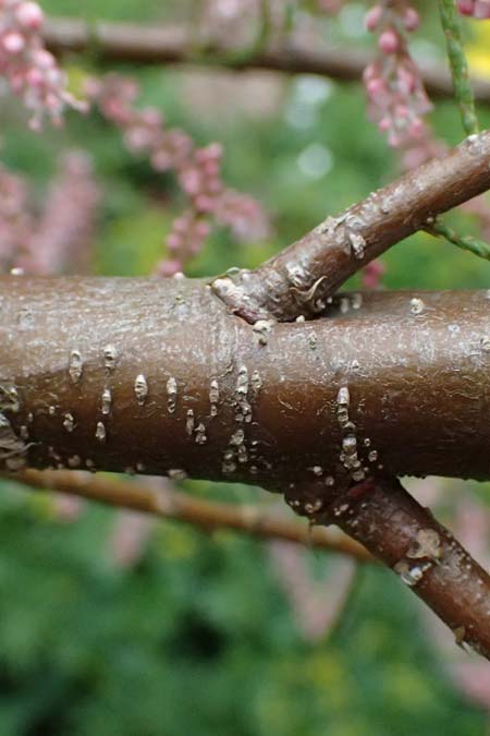 Tamarix tetrandra \ Vierm&auml;nnige Tamariske, Fr&uuml;hlings-Tamariske / Four-Stamen Tamarisk, D Botan. Gar.  Universit.  Ulm 26.5.2025