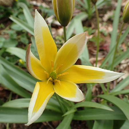 Tulipa tarda \ Zwerg-Stern-Tulpe, Tarda-Tulpe / Late Tulip, Tarda Tulip, D Kleinwallstadt am Main 8.4.2017