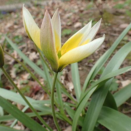 Tulipa tarda \ Zwerg-Stern-Tulpe, Tarda-Tulpe / Late Tulip, Tarda Tulip, D Kleinwallstadt am Main 8.4.2017
