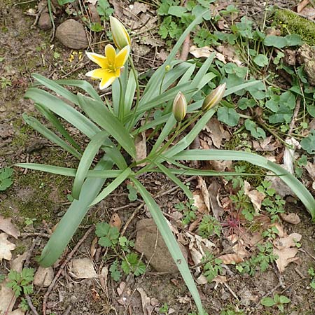 Tulipa tarda \ Zwerg-Stern-Tulpe, Tarda-Tulpe / Late Tulip, Tarda Tulip, D Kleinwallstadt am Main 8.4.2017