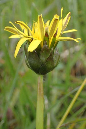 Taraxacum udum agg. \ Flutrasen-L�wenzahn / Marsh Dandelion, D Schutterwald 17.4.2021