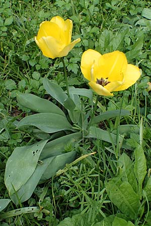 Tulipa gesneriana, Garten-Tulpe