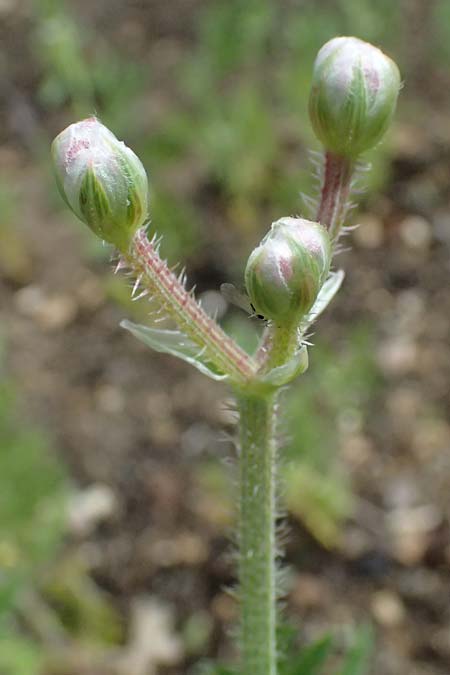 Turgenia latifolia \ Breitbl�ttrige Haftdolde / Greater Bur Parsley, D Botan. Gar.  Universit.  Ulm 26.5.2025