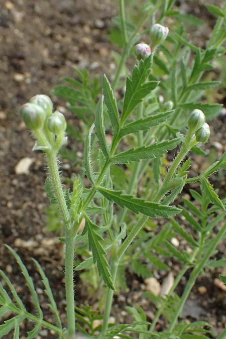 Turgenia latifolia \ Breitbl�ttrige Haftdolde / Greater Bur Parsley, D Botan. Gar.  Universit.  Ulm 26.5.2025