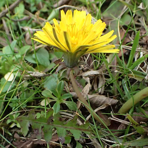Taraxacum uteae ? \ Utes Schwielen-L�wenzahn / Ute's Dandelion, D Weil am Rhein 30.10.2025