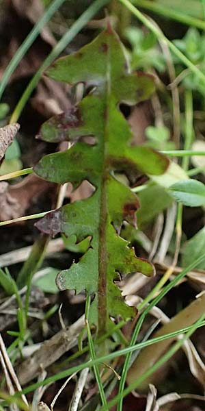 Taraxacum uteae ? \ Utes Schwielen-L�wenzahn / Ute's Dandelion, D Weil am Rhein 30.10.2025