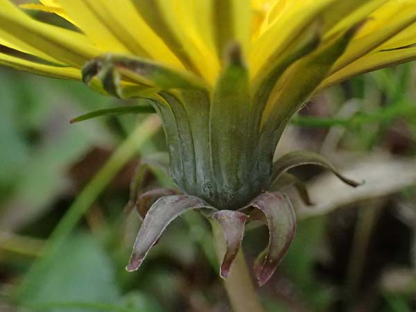 Taraxacum uteae ? \ Utes Schwielen-L�wenzahn / Ute's Dandelion, D Weil am Rhein 30.10.2025