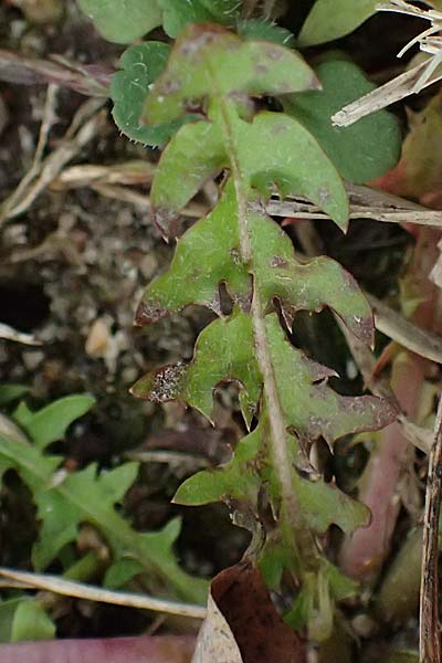 Taraxacum uteae ? \ Utes Schwielen-L�wenzahn / Ute's Dandelion, D Weil am Rhein 30.10.2025