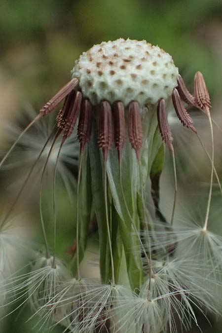 Taraxacum uteae ? \ Utes Schwielen-L�wenzahn / Ute's Dandelion, D Weil am Rhein 30.10.2025