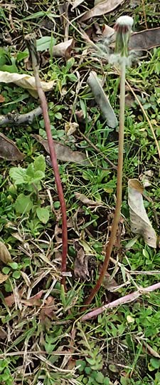 Taraxacum uteae ? \ Utes Schwielen-L�wenzahn / Ute's Dandelion, D Weil am Rhein 30.10.2025