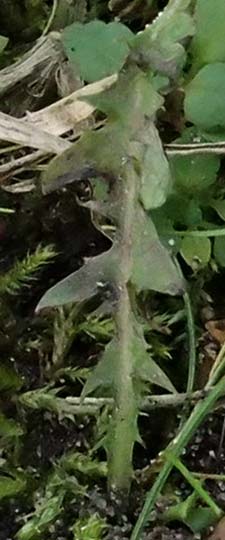 Taraxacum uteae ? \ Utes Schwielen-L�wenzahn / Ute's Dandelion, D Weil am Rhein 30.10.2025