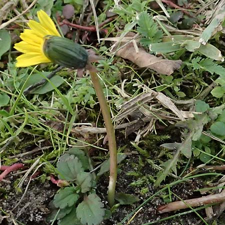 Taraxacum uteae ? \ Utes Schwielen-L�wenzahn / Ute's Dandelion, D Weil am Rhein 30.10.2025
