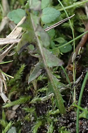 Taraxacum uteae ? \ Utes Schwielen-L�wenzahn / Ute's Dandelion, D Weil am Rhein 30.10.2025