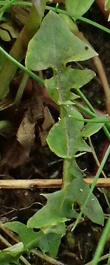 Taraxacum uteae ? \ Utes Schwielen-L�wenzahn / Ute's Dandelion, D Weil am Rhein 30.10.2025