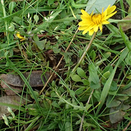 Taraxacum uteae ? \ Utes Schwielen-L�wenzahn / Ute's Dandelion, D Weil am Rhein 30.10.2025